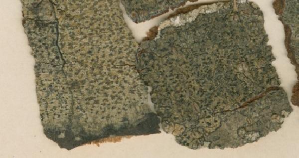 Arthonia indistincta C. Knight & Mitt.