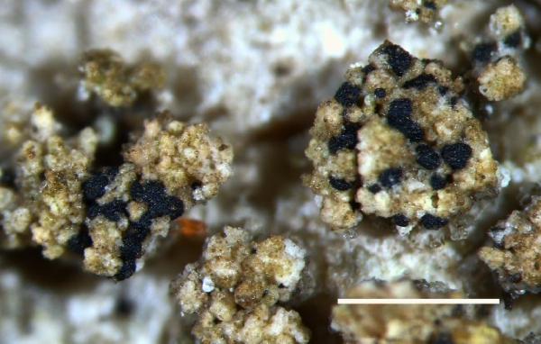 Arthonia japewiae Grube & Holien