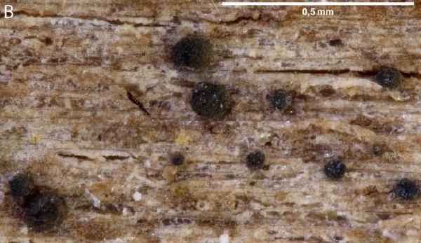 Arthonia ligniariella Coppins