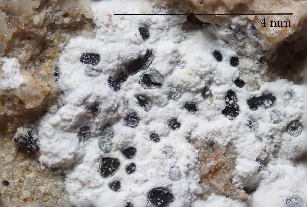 Arthonia meridionalis Zahlbr.