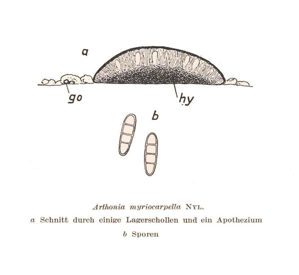 Arthonia myriocarpella Nyl.