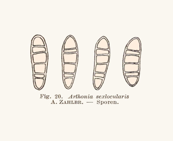 Arthonia sexlocularis Zahlbr.