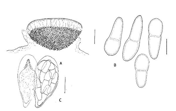 Arthonia squamarinae Etayo