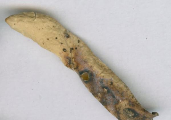 Arthonia triebeliae Zhurb.