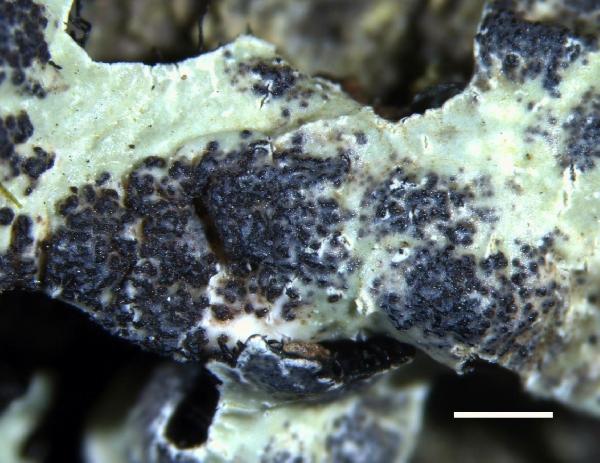 Arthophacopsis parmeliarum Hafellner