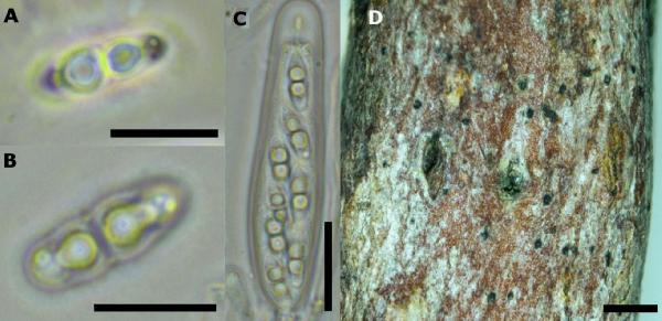Arthopyrenia callunae (De Not.) Aptroot