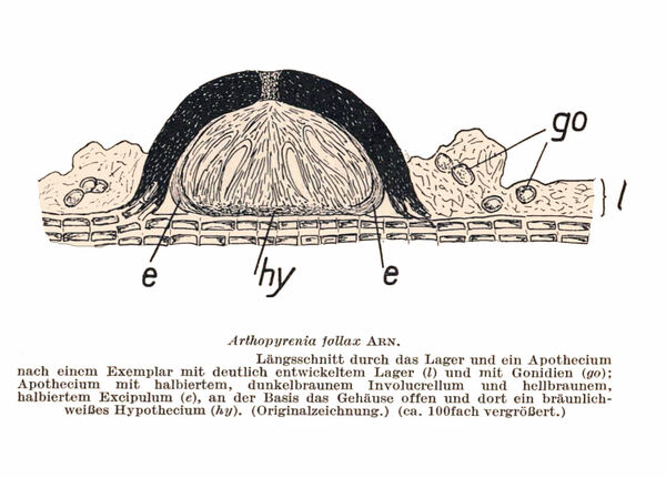 Arthopyrenia fallax (Nyl.) Arnold