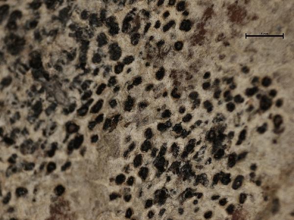Arthothelium albovirescens (Nyl.) Fink