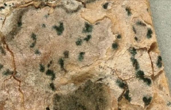 Arthothelium chilense C.W. Dodge