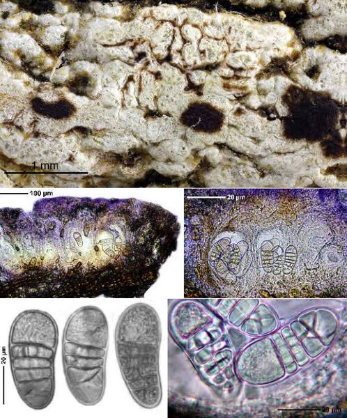 Arthothelium corticatum Makhija & Patw.