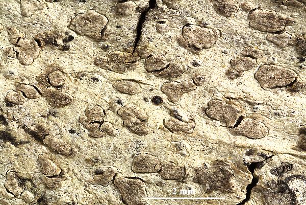 Arthothelium effusum (Müll. Arg.) Müll. Arg.