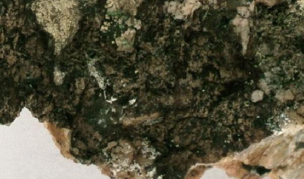 Arthothelium feuereri Aptroot & Seaward