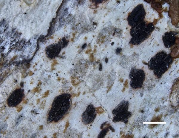 Arthothelium macounii (G. Merr.) W.J. Noble