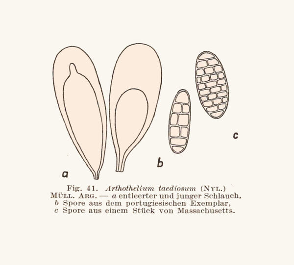 Arthothelium taediosum (Nyl.) Müll. Arg.