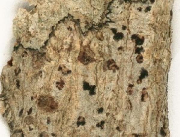 Arthothelium thoraciferum (Vain.) Zahlbr.