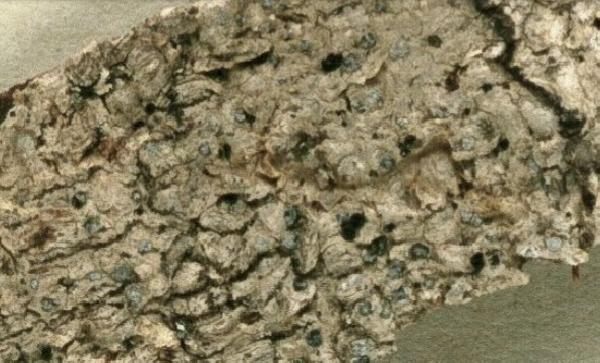 Arthothelium tigrense C.W. Dodge