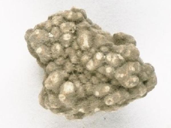 Aspicilia aschabadensis (J. Steiner) Mereschk.