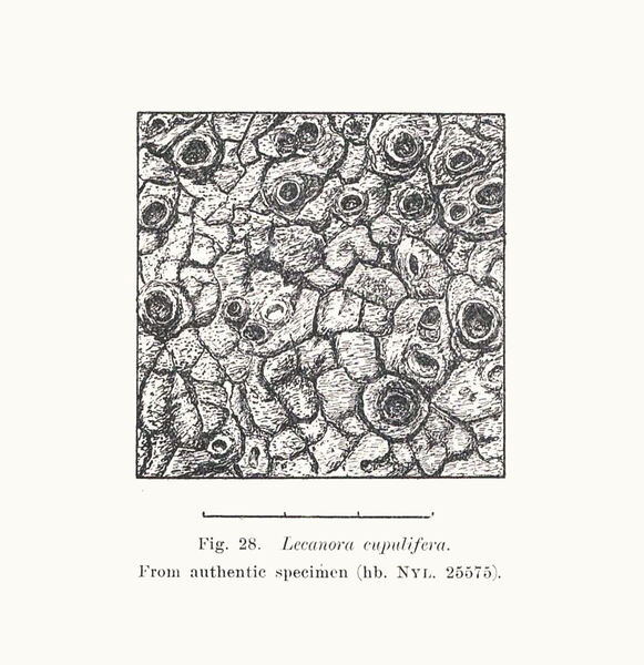 Aspicilia cupulifera (H. Magn.) Oxner