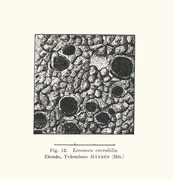 Aspicilia curvabilis (Nyl.) Hue