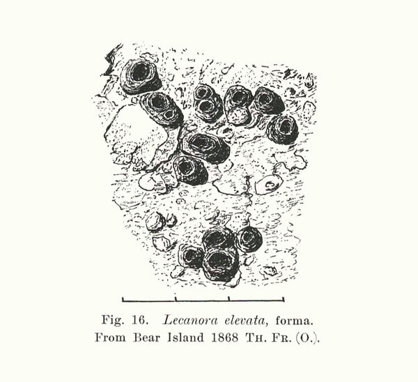 Aspicilia elevata (Lynge) J.W. Thomson