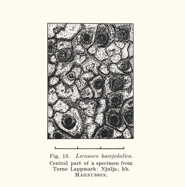 Aspicilia haerjedalica (H. Magn.) R. Sant.