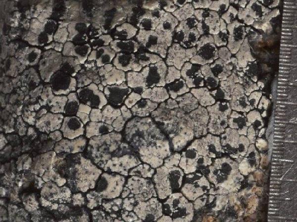 Aspicilia hypospilota (Vain.) Hue