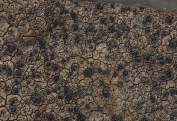 Aspicilia inornata Arnold