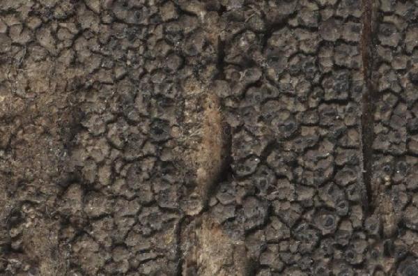 Aspicilia lignicola Anzi ex Hue