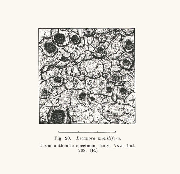 Aspicilia monilifera (H. Magn.) Motyka