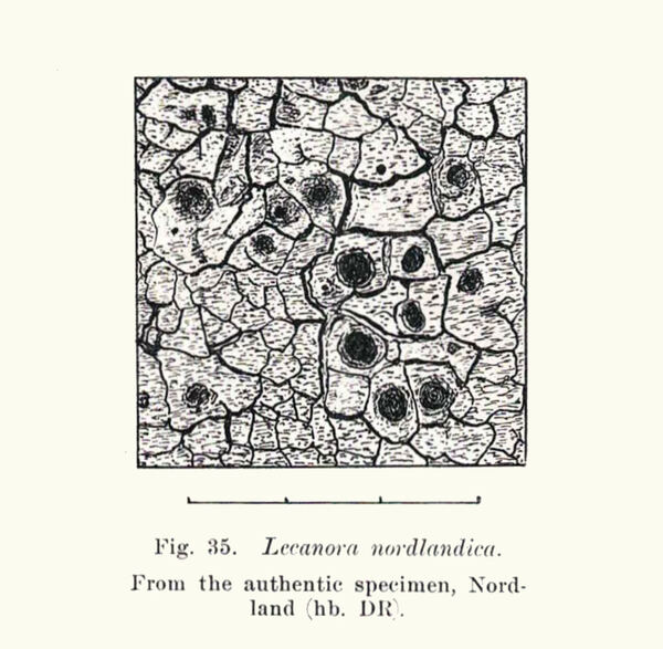 Aspicilia nordlandica (H. Magn.) Degel.