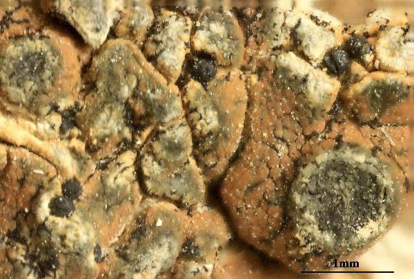 Aspicilia oxneriana O.B. Blum