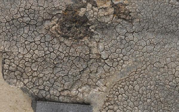 Aspicilia pavimentans (Nyl.) Hue