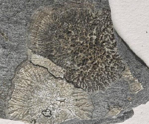 Aspicilia plicigera (Zahlbr.) Räsänen