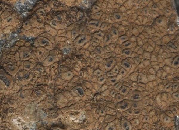 Aspicilia polychroma Anzi