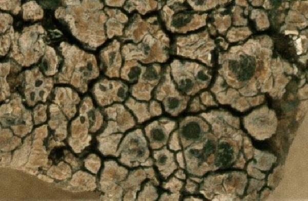 Aspicilia reticulata Rehm ex Arnold