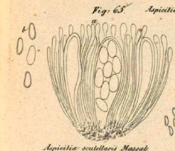 Aspicilia scutellaris A. Massal.