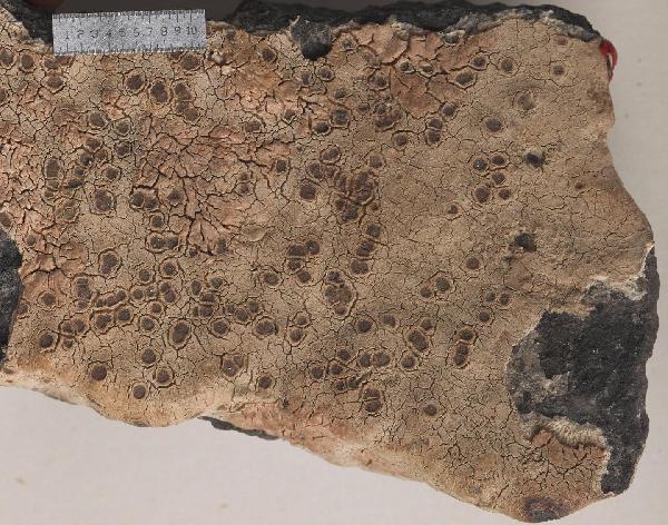 Aspiciliopsis macrophthalma (Hook. f. & Taylor) B. de Lesd.