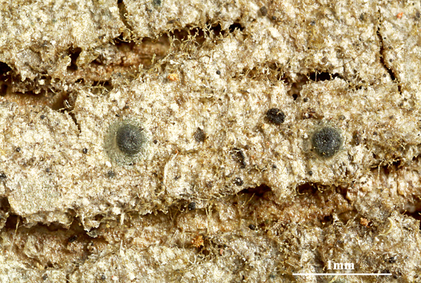 Aspidothelium glabrum Lücking, Aptroot & Sipman