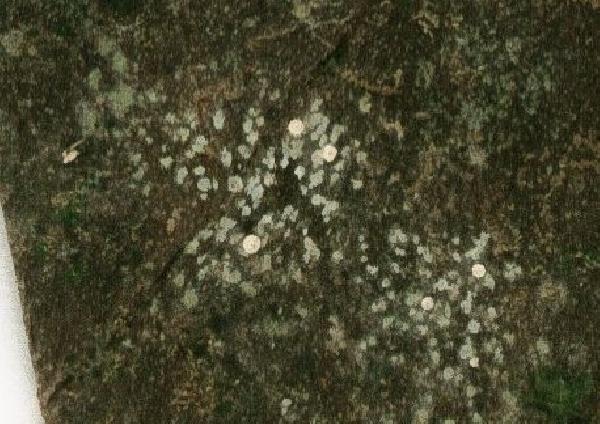 Aspidothelium scutellicarpum Lücking