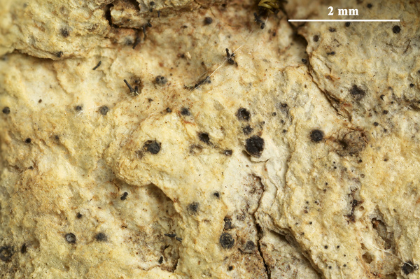 Aspidothelium submuriforme Aptroot, L.I. Ferraro & M. Cáceres