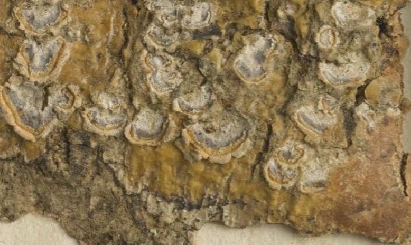 Asteristion platycarpum (Tuck.) I.D. Medeiros, Lücking & Lumbsch