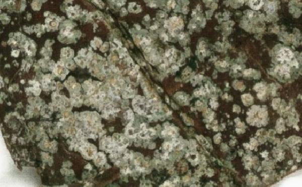 Asterothyrium gyalideoides Henssen & Lücking