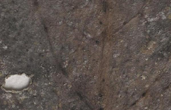 Asterothyrium robinsonii Vain.