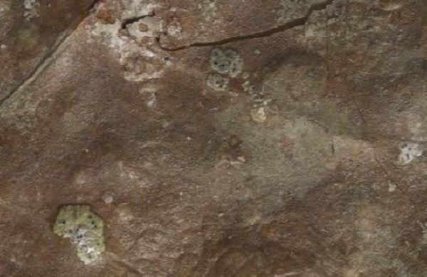 Asterothyrium welwitschii Vain.