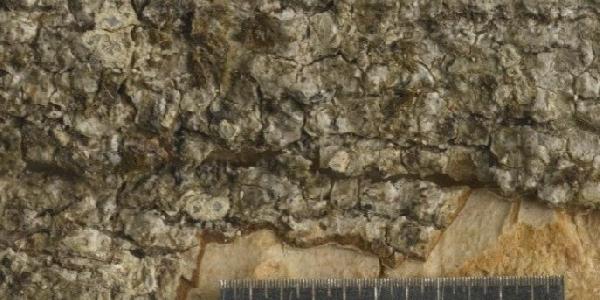 Astrochapsa pulvereodiscus (Hale) Parnmen, Lücking & Lumbsch