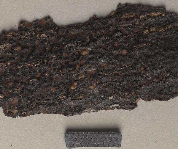 Astrothelium ambiguum (Malme) Aptroot & Lücking