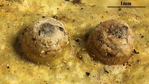 Astrothelium aurantiacum (Makhija & Patw.) Aptroot & Lücking