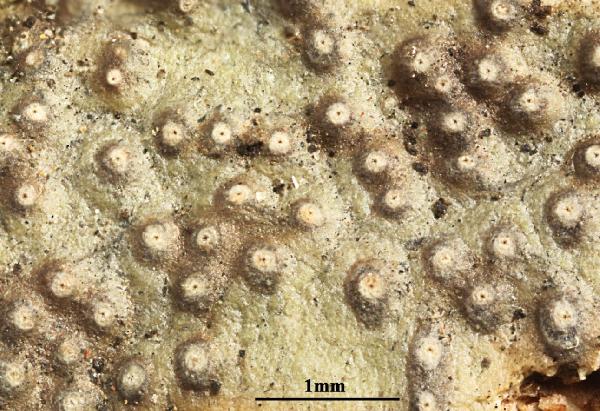 Astrothelium ceratinum (Fée) Aptroot & Lücking