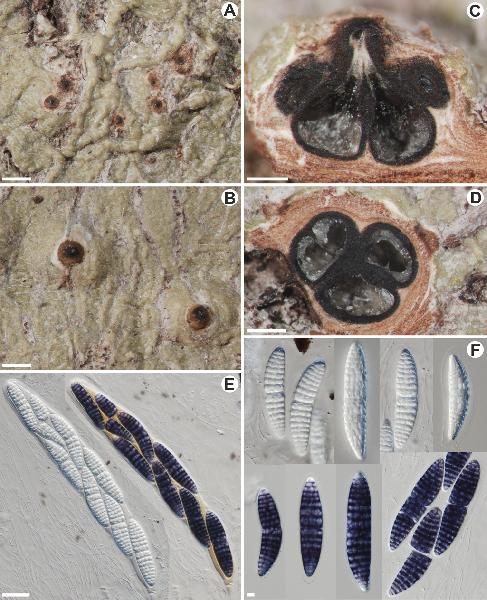 Astrothelium chulumanense Flakus, Kukwa & Aptroot