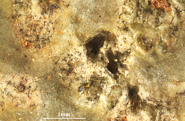 Astrothelium cinereum (Müll. Arg.) Aptroot & Lücking